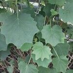 Roldana petasitis Leaf