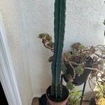 Cereus jamacaru List