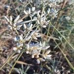 Helichrysum glumaceum Flor