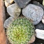 Mammillaria barbata Leht