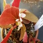 Begonia blancii