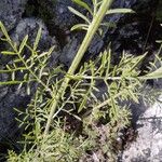 Centaurea stoebe List
