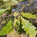 Quercus cerris Leaf