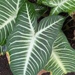 Alocasia longiloba Лист