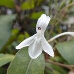 Pseuderanthemum comptonii