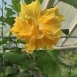 Hibiscus rosa-sinensisFlower