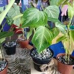 Anthurium crystallinum List