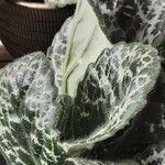 Episcia cupreata ᱥᱟᱠᱟᱢ