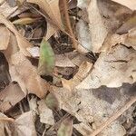 Erythronium americanum Leaf