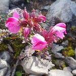 Pedicularis rostratocapitata ফুল