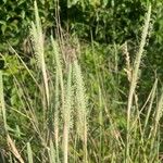 Phleum pratense Λουλούδι