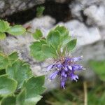 Paederota bonarota Fula