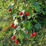 Sorbus intermedia Fruit