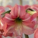 Hippeastrum reginaeFlor