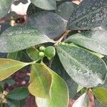 Psidium cattleyanum 葉