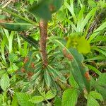 Euphorbia amygdaloides Bark