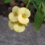 Euphorbia lophogona Λουλούδι
