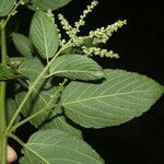 Gouania polygama Leaf
