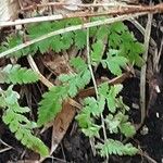 Dryopteris dilatata Blad