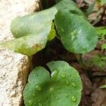 Hydrocotyle verticillata Feuille