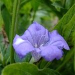 Ruellia geminiflora Kvet