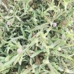 Sphaeranthus talbotii Leaf