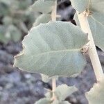 Quercus rotundifolia Leaf