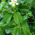 Echites umbellatus Feuille