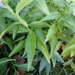 Symphyotrichum dumosum Leaf