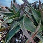 Aloe striatula ᱥᱟᱠᱟᱢ