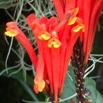 Scutellaria costaricana Květ
