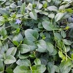 Vinca minorList