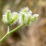 Torilis leptophylla Froito