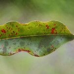 Syzygium borbonicum Leaf