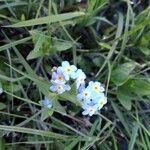 Myosotis sylvatica Květ