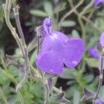 Salvia chamaedryoides Fleur