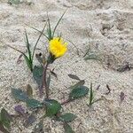 Sonchus bulbosus Fleur