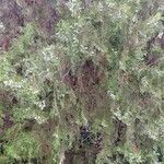 Platycladus orientalis Other