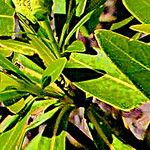 Xanthostemon verticillatus Leaf