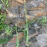 Turritis glabra Hábito