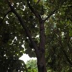 Pterospermum acerifolium Corteza
