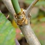 Asparagus umbellatus Other