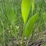 Sagittaria lancifolia Blad