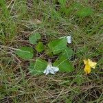 Viola cucullata Habitus