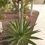 Agave demeesteriana Лист