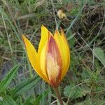 Tulipa sylvestris Fiore