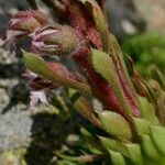 Saxifraga florulenta Vrucht