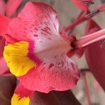 Amherstia nobilis Fiore