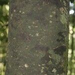 Rhodostemonodaphne elephantopus Schors