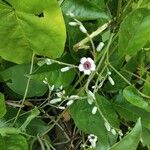 Paederia foetida Fiore